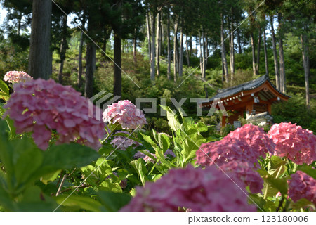 三室戶寺：粉紅繡球花被紫色繡球花包圍（京都府宇治市） 123180006