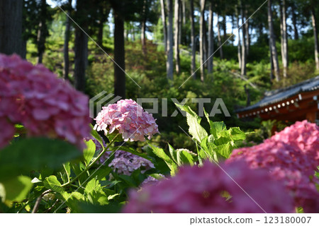 三室戶寺:粉紅繡球花被紫色繡球花包圍(京都府宇治市) 三室戶寺:粉紅繡球花被紫色繡球花包圍(京都府宇治市) 123180007