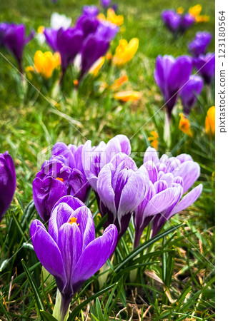 Multicolored crocuses in the spring garden. Saffron flowers. 123180564
