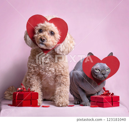 Mini-poodle and sphinx cat posing with gift boxes.  123181040