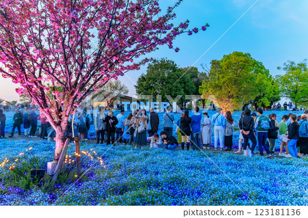 Evening view of the Nemophila flowerbed at Toneri Park in Adachi Ward, Tokyo Evening view of the Nemophila flowerbed at Toneri Park in Adachi Ward, Tokyo 123181136