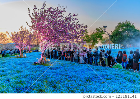 Evening view of the Nemophila flowerbed at Toneri Park in Adachi Ward, Tokyo Evening view of the Nemophila flowerbed at Toneri Park in Adachi Ward, Tokyo 123181141