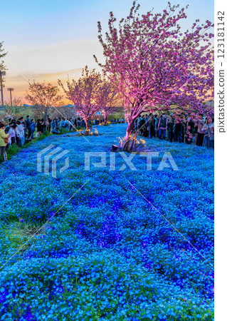 東京都足立區舍人公園的粉蝶花花壇的夜景 123181142
