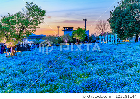 東京都足立區舍人公園的粉蝶花花壇的夜景 東京都足立區舍人公園的粉蝶花花壇的夜景 123181144