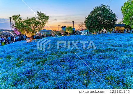 東京都足立區舍人公園的粉蝶花花壇的夜景 123181145