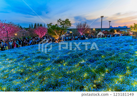 東京都足立區舍人公園的粉蝶花花壇的夜景 123181149