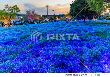 東京都足立區舍人公園的粉蝶花花壇的夜景 123181150