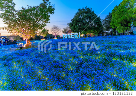 Evening view of the Nemophila flowerbed at Toneri Park in Adachi Ward, Tokyo 123181152