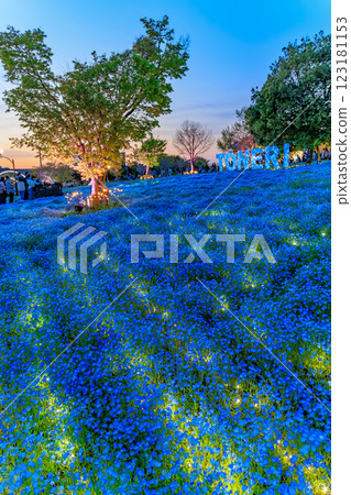 東京都足立區舍人公園的粉蝶花花壇的夜景 東京都足立區舍人公園的粉蝶花花壇的夜景 123181153