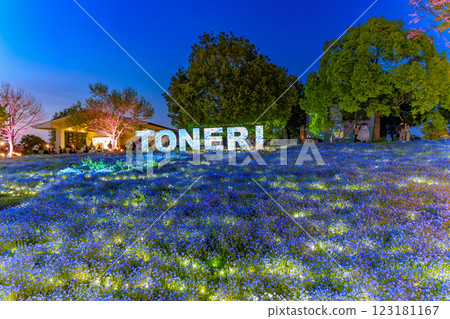 東京都足立區舍人公園的粉蝶花花壇的夜景 123181167