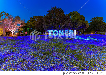 東京足立區舍人公園粉蝶花花壇夜景 123181173