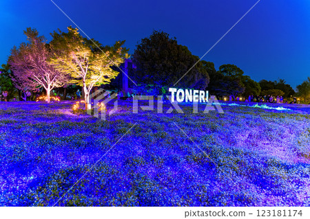 東京足立區舍人公園粉蝶花花壇夜景 123181174