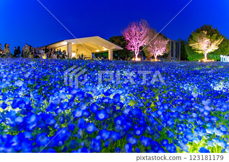 東京足立區舍人公園粉蝶花花壇夜景 123181179