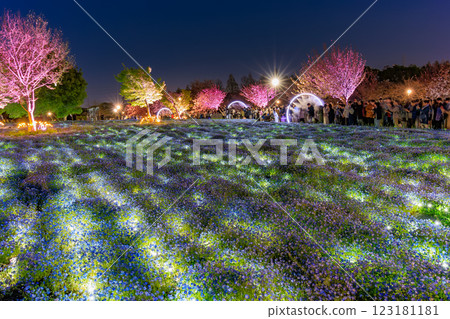 Tokyo Adachi Ward Toneri Park Nemophila flowerbed night view Tokyo Adachi Ward Toneri Park Nemophila flowerbed night view 123181181