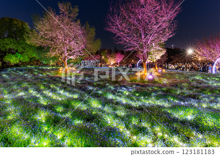 Tokyo Adachi Ward Toneri Park Nemophila flowerbed night view Tokyo Adachi Ward Toneri Park Nemophila flowerbed night view 123181183