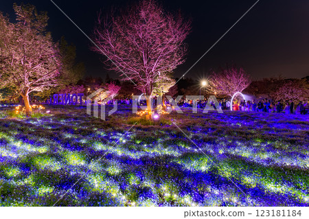 Tokyo Adachi Ward Toneri Park Nemophila flowerbed night view 123181184