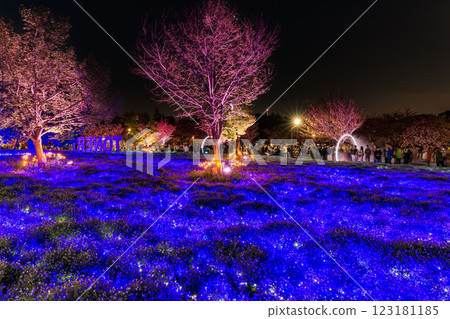 東京足立區舍人公園粉蝶花花壇夜景 123181185