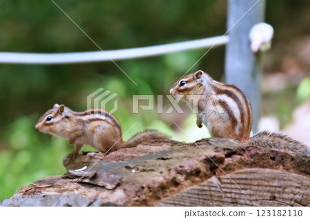 Wild Ezo Chipmunk Wild Ezo Chipmunk 123182110