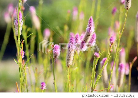 Bright lily of the valley flowers 123182162