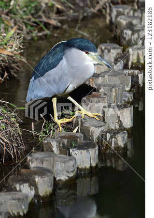 向島百花園的五足鷺 123182186