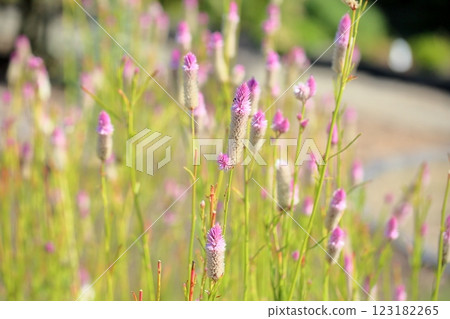 Bright lily of the valley flowers 123182265