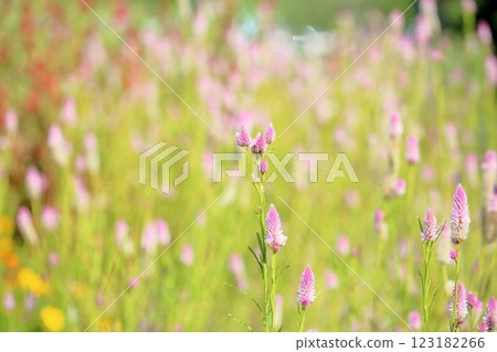 明亮的鈴蘭花 123182266