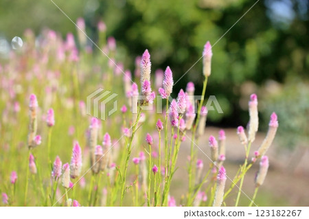 明亮的鈴蘭花 123182267