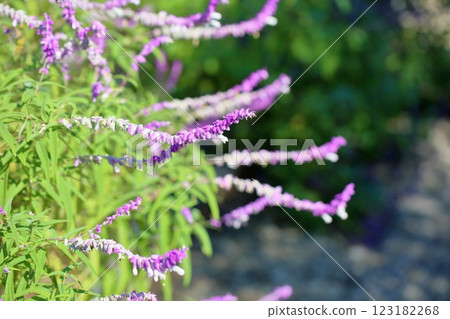 清爽的秋花 鼠尾草屬植物 清爽的秋花 鼠尾草屬植物 123182268