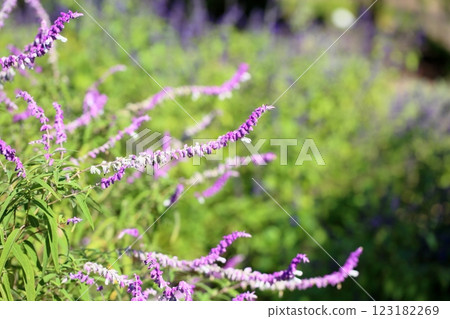 Refreshing Autumn Flowers Salvia Leucantha Flowers 123182269
