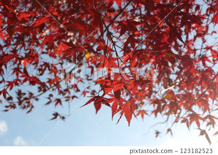 Red maple leaves Red maple leaves 123182523