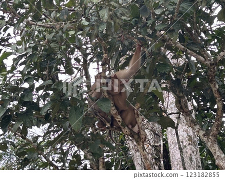 The Kinabatangan river is one of the best and most easily accessible places to see wildlife in Asia! Including so much of Sabah's most sought after wildlife: Orang-utans, proboscis monkeys. 123182855