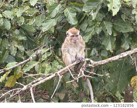 The Kinabatangan river is one of the best and most easily accessible places to see wildlife in Asia! Including so much of Sabah's most sought after wildlife: Orang-utans, proboscis monkeys. 123182856