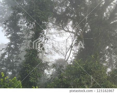 The Kinabatangan river is one of the best and most easily accessible places to see wildlife in Asia! Including so much of Sabah's most sought after wildlife: Orang-utans, proboscis monkeys. 123182867