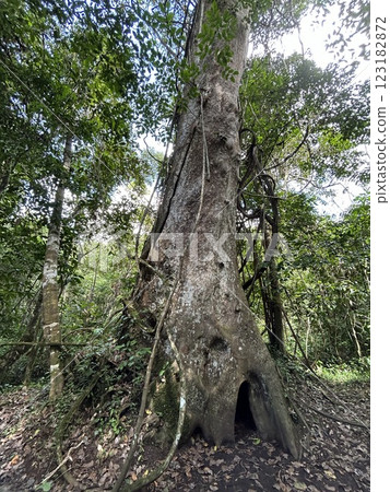 The Kinabatangan river is one of the best and most easily accessible places to see wildlife in Asia! Including so much of Sabah's most sought after wildlife: Orang-utans, proboscis monkeys. 123182872