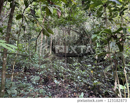 The Kinabatangan river is one of the best and most easily accessible places to see wildlife in Asia! Including so much of Sabah's most sought after wildlife: Orang-utans, proboscis monkeys. 123182873