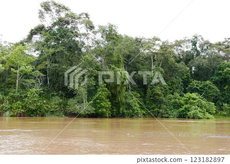 The Kinabatangan river is one of the best and most easily accessible places to see wildlife in Asia! Including so much of Sabah's most sought after wildlife: Orang-utans, proboscis monkeys. The Kinabatangan river is one of the best and most easily accessible places to see wildlife in Asia! Including so much of Sabah's most sought after wildlife: Orang-utans, proboscis monkeys. 123182897