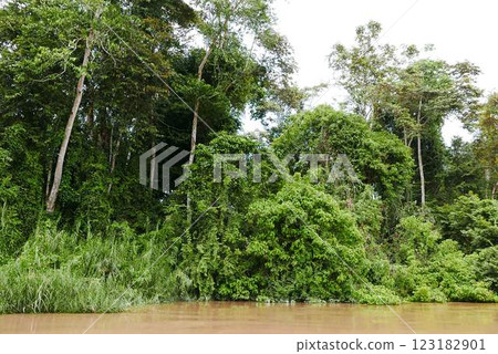 The Kinabatangan river is one of the best and most easily accessible places to see wildlife in Asia! Including so much of Sabah's most sought after wildlife: Orang-utans, proboscis monkeys. 123182901