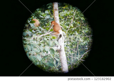 The Kinabatangan river is one of the best and most easily accessible places to see wildlife in Asia! Including so much of Sabah's most sought after wildlife: Orang-utans, proboscis monkeys. 123182902