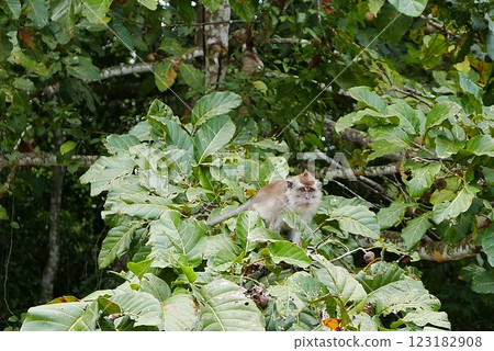 The Kinabatangan river is one of the best and most easily accessible places to see wildlife in Asia! Including so much of Sabah's most sought after wildlife: Orang-utans, proboscis monkeys. The Kinabatangan river is one of the best and most easily accessible places to see wildlife in Asia! Including so much of Sabah's most sought after wildlife: Orang-utans, proboscis monkeys. 123182908