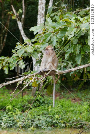 The Kinabatangan river is one of the best and most easily accessible places to see wildlife in Asia! Including so much of Sabah's most sought after wildlife: Orang-utans, proboscis monkeys. 123182919