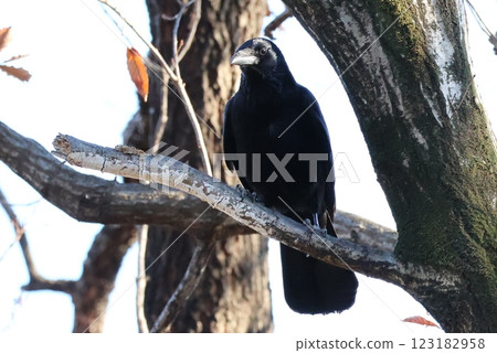 Carrion crows roaming the park 123182958