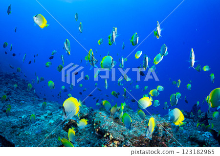 東京小笠原的一群黑斑知更鳥 123182965