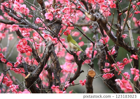 White-eye that sucks the nectar of plum blossoms 123183023