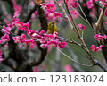White-eye that sucks the nectar of plum blossoms 123183024