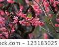 White-eye that sucks the nectar of plum blossoms 123183025