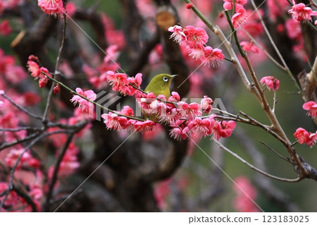 White-eye that sucks the nectar of plum blossoms 123183025