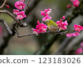 White-eye that sucks the nectar of plum blossoms 123183026