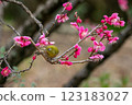 White-eye that sucks the nectar of plum blossoms 123183027