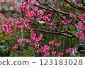 A cute white-eye with pink flowers 123183028
