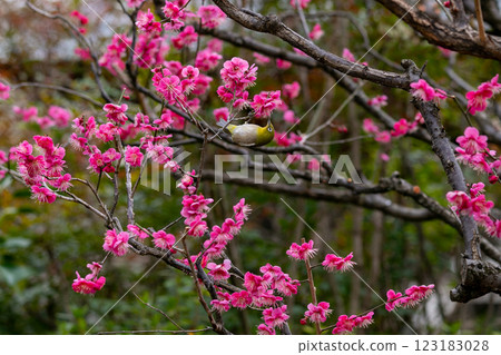 A cute white-eye with pink flowers 123183028
